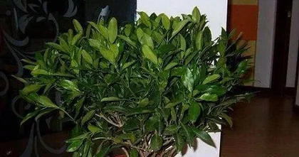 Machilus Cold Tolerance and Winter Hardiness (Understanding its adaptability, scientific care for winter health) 1