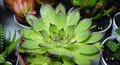 Are water lilies poisonous? (Indoor care tips and precautions.) 3