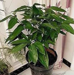 Machilus Cold Tolerance and Winter Hardiness (Understanding its adaptability, scientific care for winter health) 3