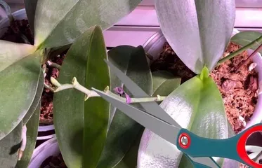 蝴蝶兰开花后该如何养护?如何让蝴蝶兰健康长存?1