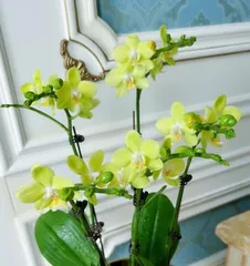 蝴蝶兰开花后该如何养护?如何让蝴蝶兰健康长存?2