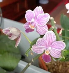 蝴蝶兰开花后该如何养护?如何让蝴蝶兰健康长存?3