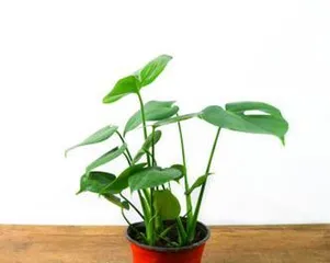 探秘大叶水培植物的种类和养护技巧(发现大叶水培植物的美妙之处,让家中更加生机勃勃)1