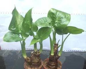 探秘大叶水培植物的种类和养护技巧(发现大叶水培植物的美妙之处,让家中更加生机勃勃)2