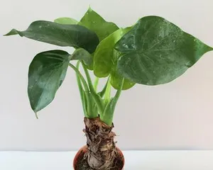 探秘大叶水培植物的种类和养护技巧(发现大叶水培植物的美妙之处,让家中更加生机勃勃)3