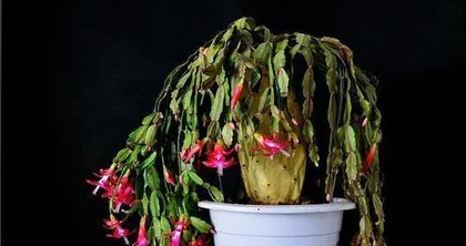 Epiphyllum Potted Plant Care Guide (A Complete Analysis of Repotting Methods, Making Your Epiphyllum More Beautiful and Spectacular!) 1