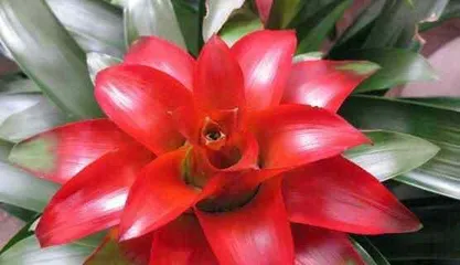 How to nurture good fortune? What are the daily care considerations? 2