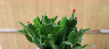 Epiphyllum Potted Plant Care Guide (A Complete Analysis of Repotting Methods, Making Your Epiphyllum More Beautiful and Spectacular!) 2