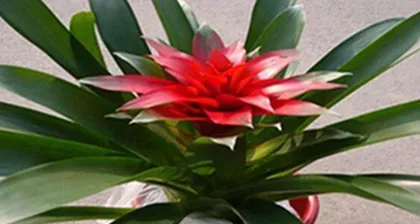 How to nurture good fortune? What are the daily care considerations? 3