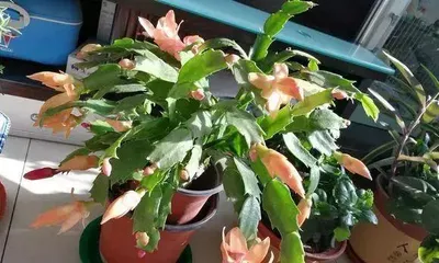 Epiphyllum Potted Plant Care Guide (A Complete Analysis of Repotting Methods, Making Your Epiphyllum More Beautiful and Spectacular!) 3