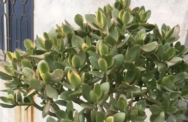 Crassula Care Guide (Where to Place? How to Care?) 1