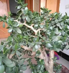 Crassula Care Guide (Where to Place? How to Care?) 2