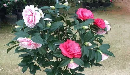 How to care for potted bougainvillea? What problems should be noted when choosing pot soil? 1
