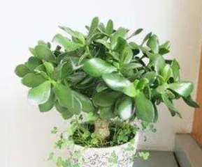 Crassula Care Guide (Where to Place? How to Care?) 3