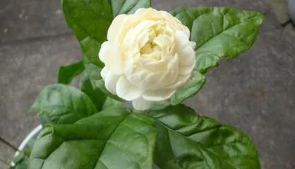 How to care for potted bougainvillea? What problems should be noted when choosing pot soil? 3