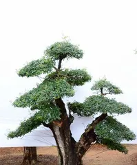 Fragonardia Care and Propagation (The Ideal Choice for Your Own Garden) 1