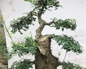 Fragonardia Care and Propagation (The Ideal Choice for Your Own Garden) 3