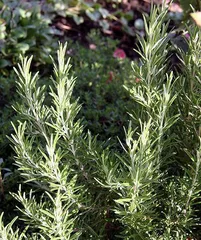 Repotting and Care Tips for Rosemary (Learn about the timing and key points of repotting rosemary to create a healthy plant) 1