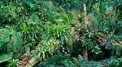 Unveiling the Secrets of Tropical Plants (Exploring the Wonders of Rainforest Flora and Unveiling the Mysteries of Tropical Plants) 1