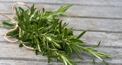 Repotting and Care Tips for Rosemary (Learn about the timing and key points of repotting rosemary to create a healthy plant) 2