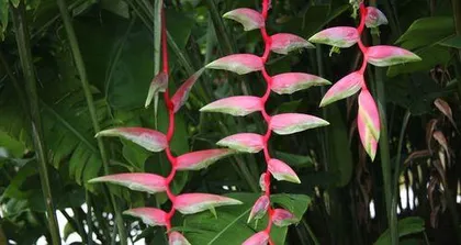 Unveiling the Secrets of Tropical Plants (Exploring the Wonders of Rainforest Flora and Unveiling the Mysteries of Tropical Plants) 2