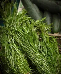 Repotting and Care Tips for Rosemary (Learn about the timing and key points of repotting rosemary to create a healthy plant) 3