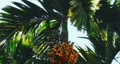 Unveiling the Secrets of Tropical Plants (Exploring the Wonders of Rainforest Flora and Unveiling the Mysteries of Tropical Plants) 3