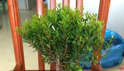 Creating a Lush Syzygium buxifolium Bonsai (-Care Tips) 1