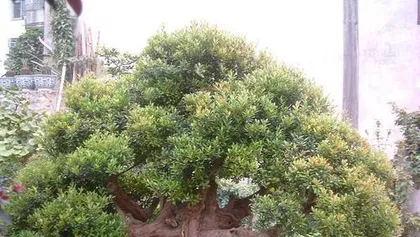Creating a Lush Syzygium buxifolium Bonsai (-Care Tips) 2