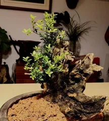 Creating a Lush Syzygium buxifolium Bonsai (-Care Tips) 3