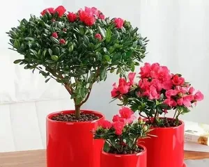 杜鹃花秋季养护家庭养法(教你轻松打理杜鹃花,美化秋日花园)1