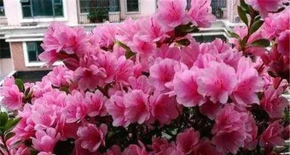 杜鹃花秋季养护家庭养法(教你轻松打理杜鹃花,美化秋日花园)2