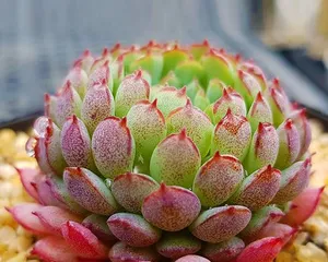 红爪多肉的养护方法(打造美丽多肉花园,红爪多肉教你如何养护)2