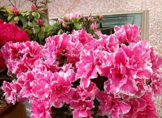 杜鹃花秋季养护家庭养法(教你轻松打理杜鹃花,美化秋日花园)3