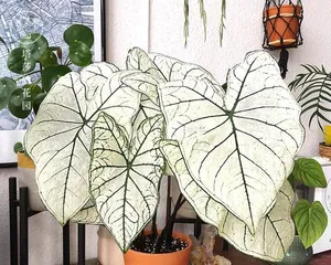 Comparing the Care Tips for Alocasia and Calathea (Indoor Plants, Which One Should You Choose?) 1