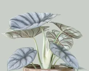 Comparing the Care Tips for Alocasia and Calathea (Indoor Plants, Which One Should You Choose?) 2