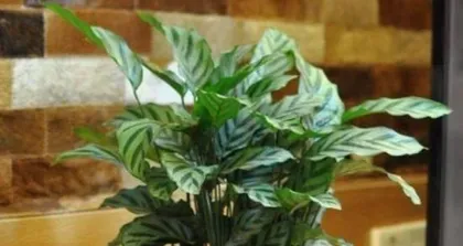 Comparing the Care Tips for Alocasia and Calathea (Indoor Plants, Which One Should You Choose?) 3