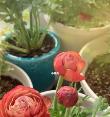 Tree Peony Care and Sun Protection (Learn how to properly shade tree peonies for healthy growth) 2