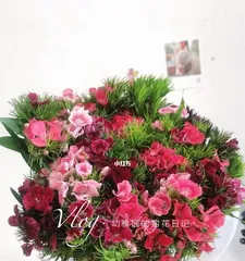 How to Care for Xiang Mei for Long-term Healthy Growth (Detailed Guide to Xiang Mei Care, Key to Scientific Propagation) 1