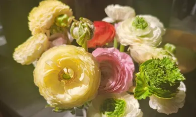 Tree Peony Care and Sun Protection (Learn how to properly shade tree peonies for healthy growth) 3