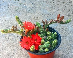 Is the cactus finger flower poisonous? Is it suitable for indoor keeping? (Exploring the toxicity and care methods of the cactus finger flower) 1