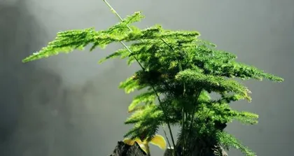 Can Baijiu be used to water Asparagus ferns? — Unraveling the secret of watering with baijiu (Exploring the best care methods for Asparagus ferns and the correct way to water with baijiu)1