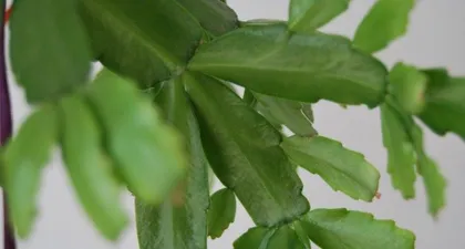 Is the cactus finger flower poisonous? Is it suitable for indoor keeping? (Exploring the toxicity and care methods of the cactus finger flower) 2