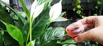 How to make Peace Lily bloom more (from soil to water, a comprehensive guide to Peace Lily care)1