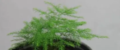 Can Baijiu be used to water Asparagus ferns? — Unraveling the secret of watering with baijiu (Exploring the best care methods for Asparagus ferns and the correct way to water with baijiu)2