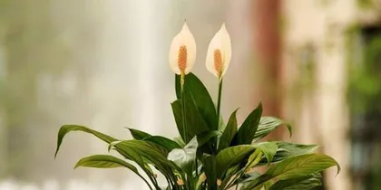 How to make Peace Lily bloom more (from soil to water, a comprehensive guide to Peace Lily care)2