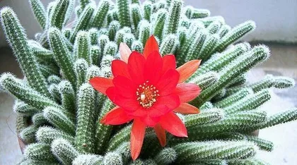 Is the cactus finger flower poisonous? Is it suitable for indoor keeping? (Exploring the toxicity and care methods of the cactus finger flower) 3