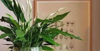 How to make Peace Lily bloom more (from soil to water, a comprehensive guide to Peace Lily care)3