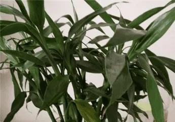 How to prevent and treat yellowing of Lucky Bamboo leaf tips? (Lucky Bamboo care tips, no need to worry about yellowing leaf tips!) 1