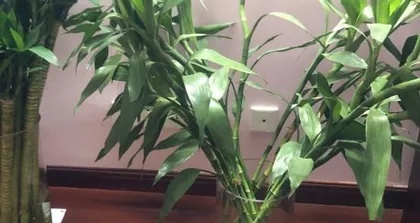 How to prevent and treat yellowing of Lucky Bamboo leaf tips? (Lucky Bamboo care tips, no need to worry about yellowing leaf tips!) 2